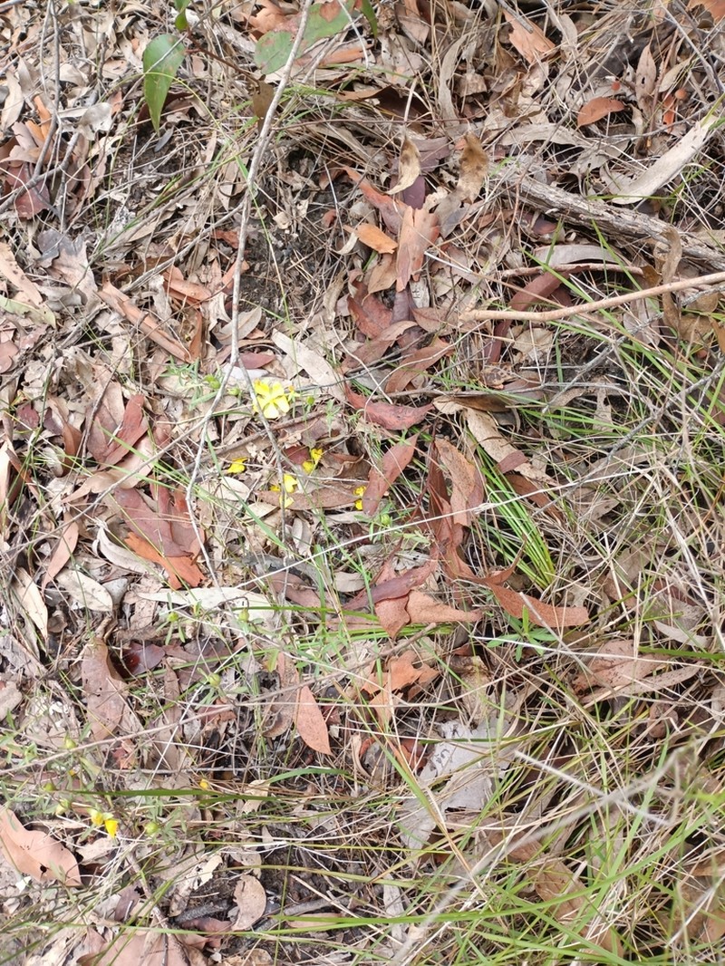 Hibbertia monticola photo 6