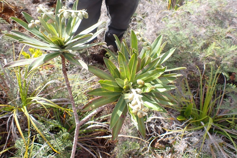 Hibbertia moratii photo 2