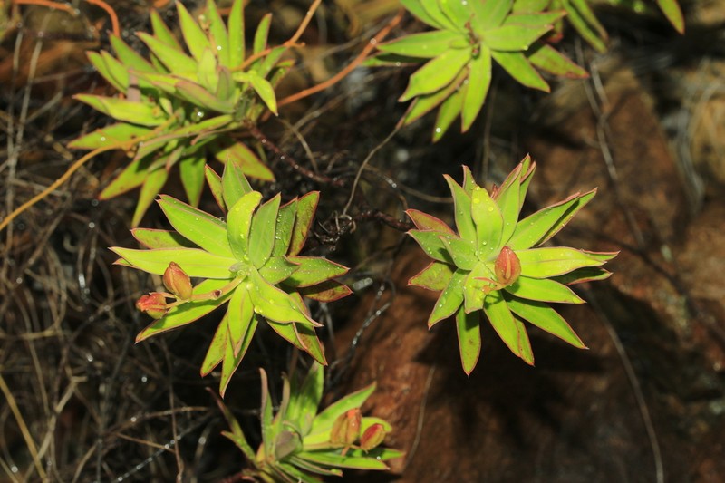 Hibbertia moratii photo 3