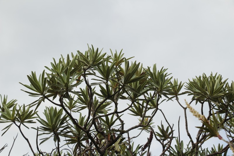 Hibbertia moratii photo 4