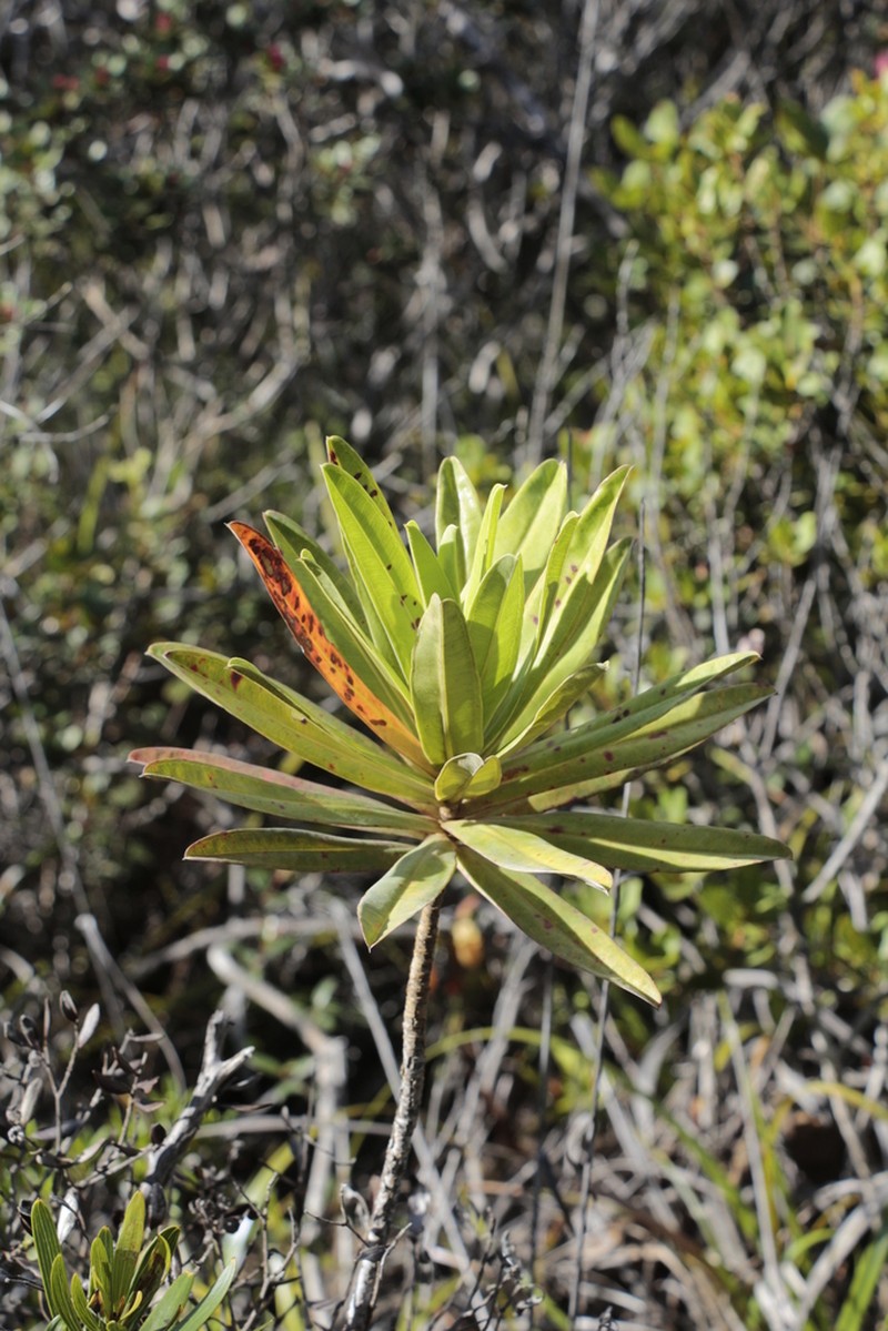 Hibbertia moratii photo 5