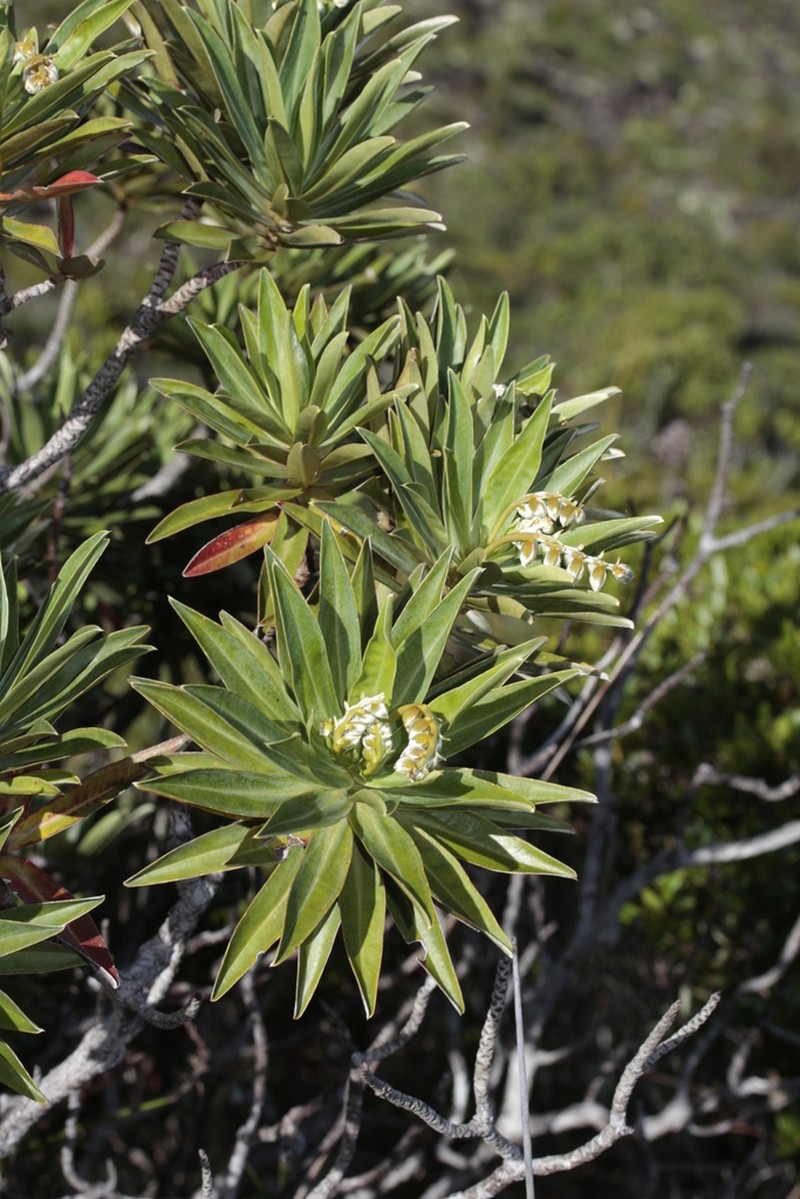 Hibbertia moratii photo 6