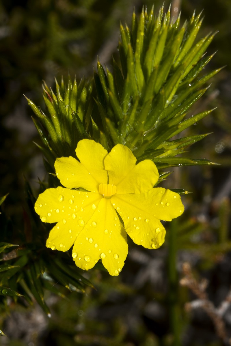 Hibbertia mucronata photo 2