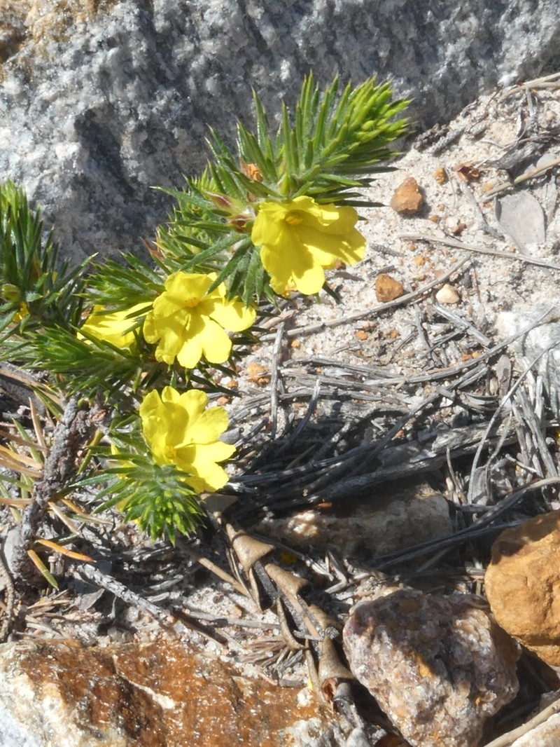 Hibbertia mucronata photo 3