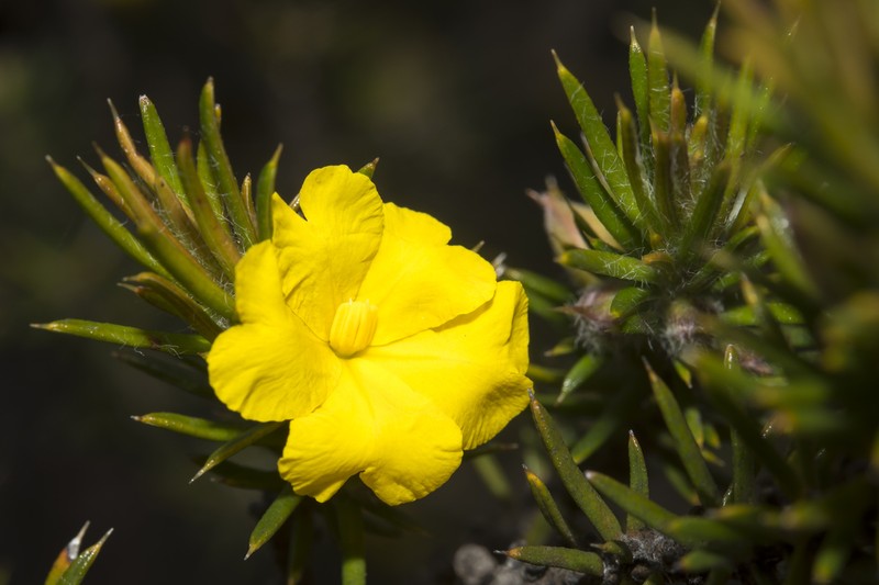 Hibbertia mucronata photo 4