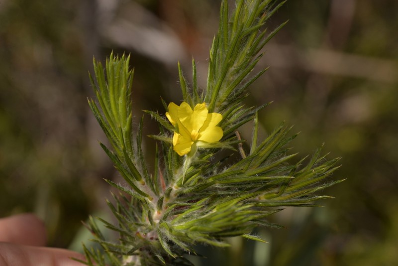 Hibbertia mucronata photo 5