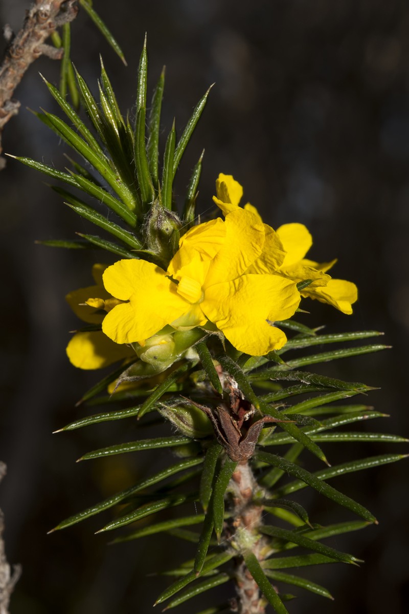 Hibbertia mucronata photo 6