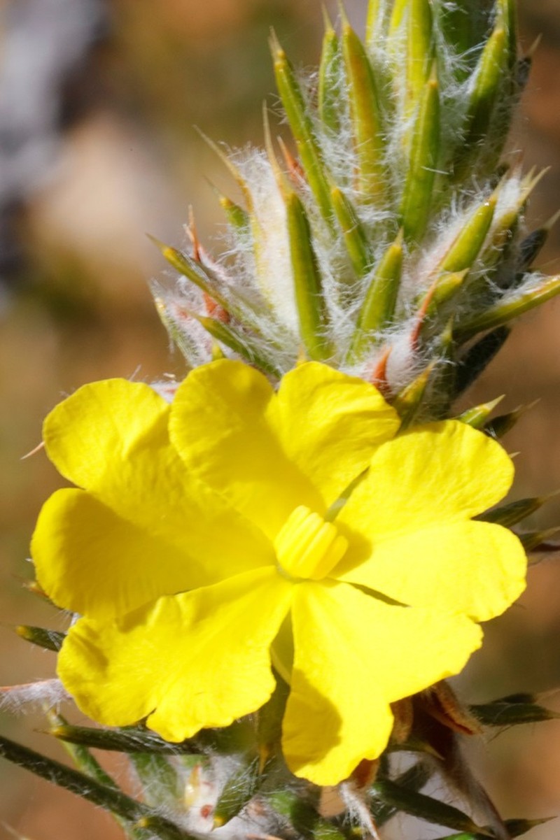 Hibbertia mucronata photo 7