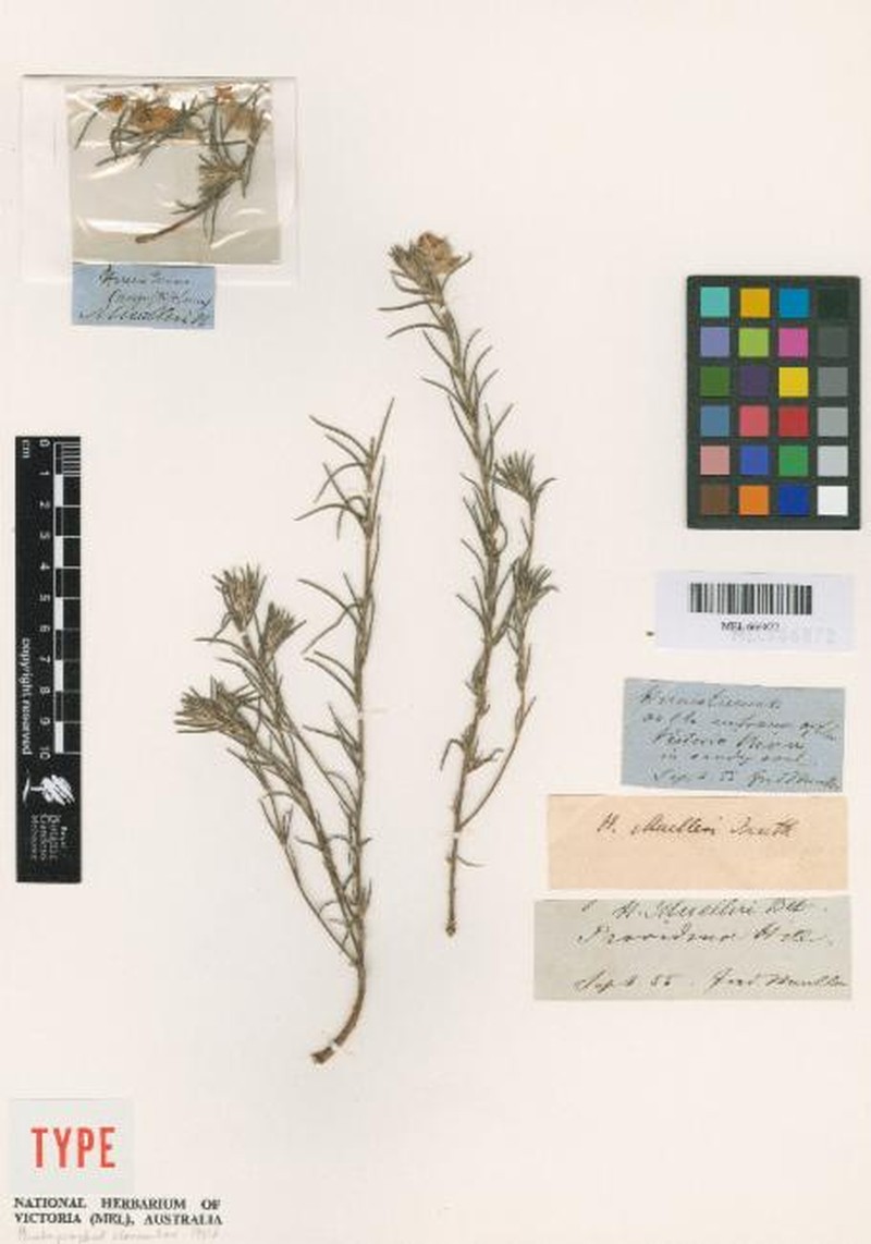Hibbertia muelleri