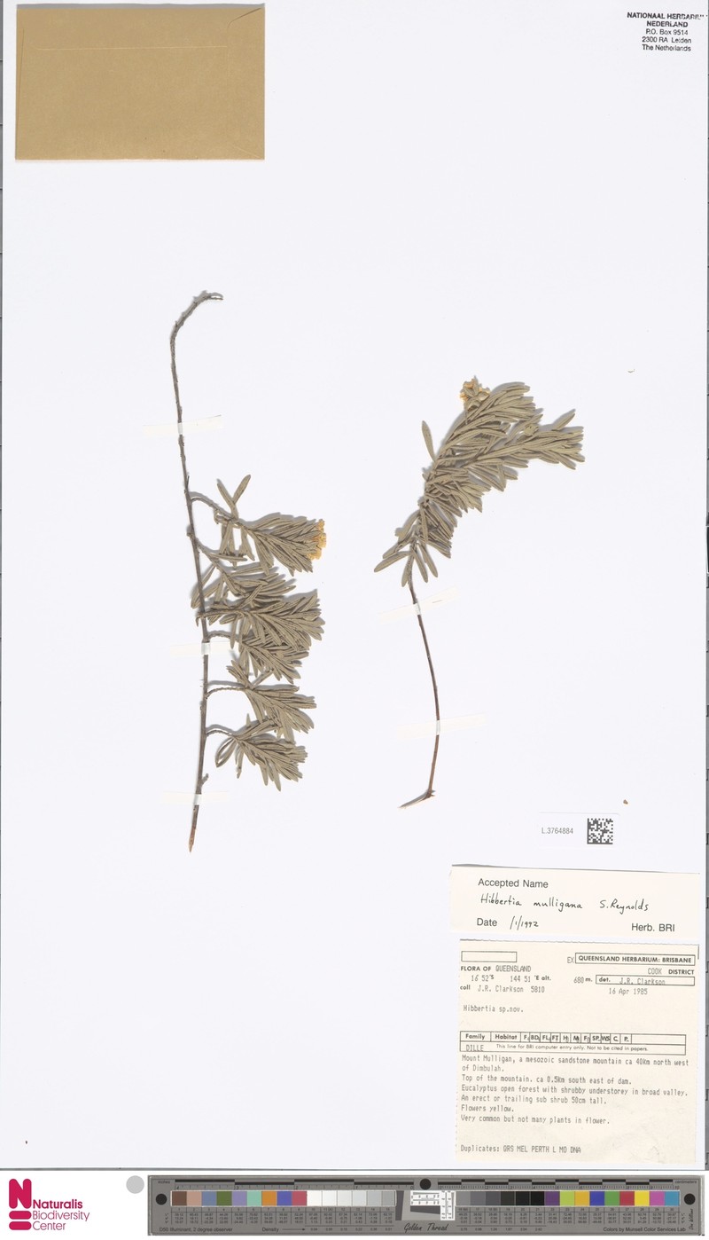 Hibbertia mulligana