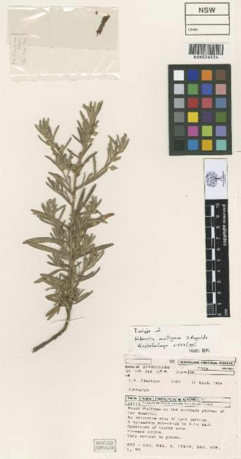 Hibbertia mulligana photo 4