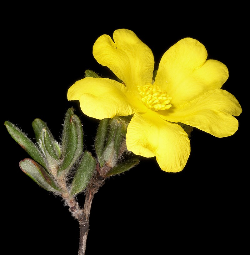 Hibbertia mylnei
