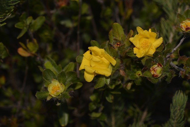 Hibbertia mylnei photo 2