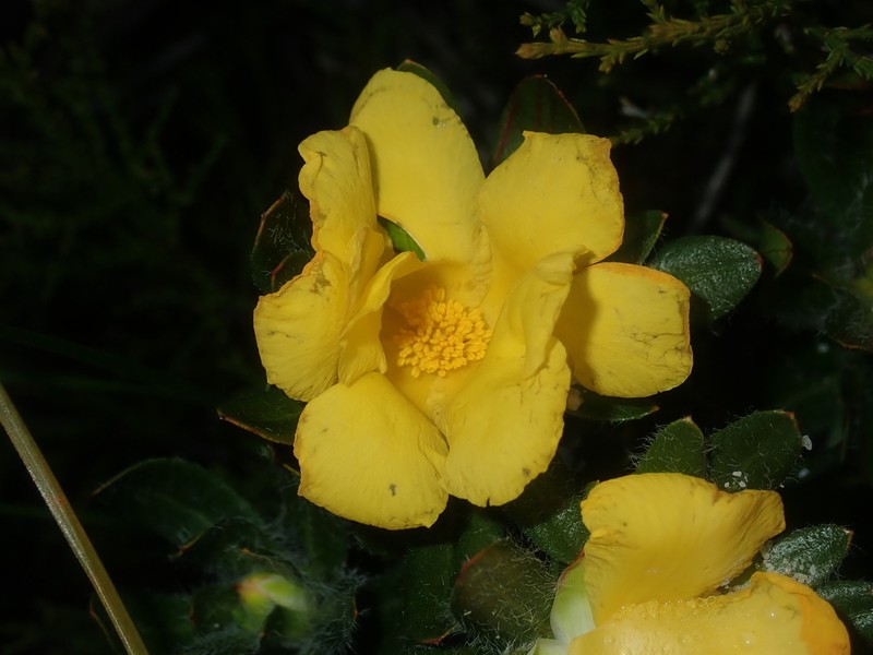 Hibbertia mylnei photo 3