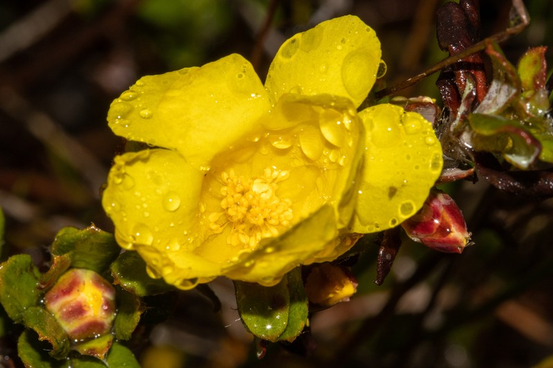 Hibbertia mylnei photo 4