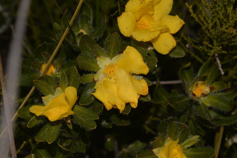 Hibbertia mylnei photo 5