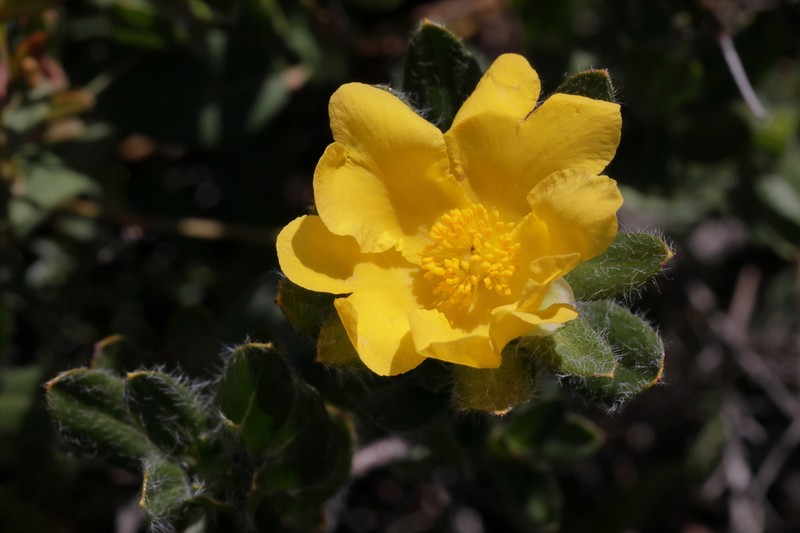 Hibbertia mylnei photo 6