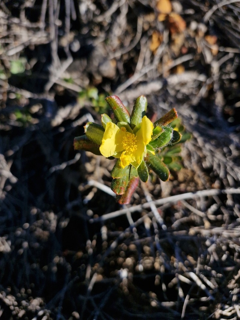 Hibbertia mylnei photo 7