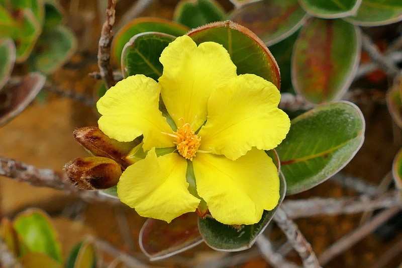 Hibbertia nana