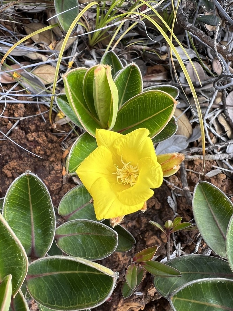 Hibbertia nana photo 2