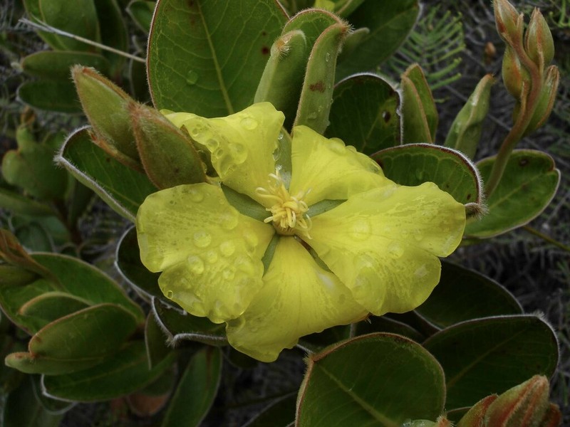 Hibbertia nana photo 3