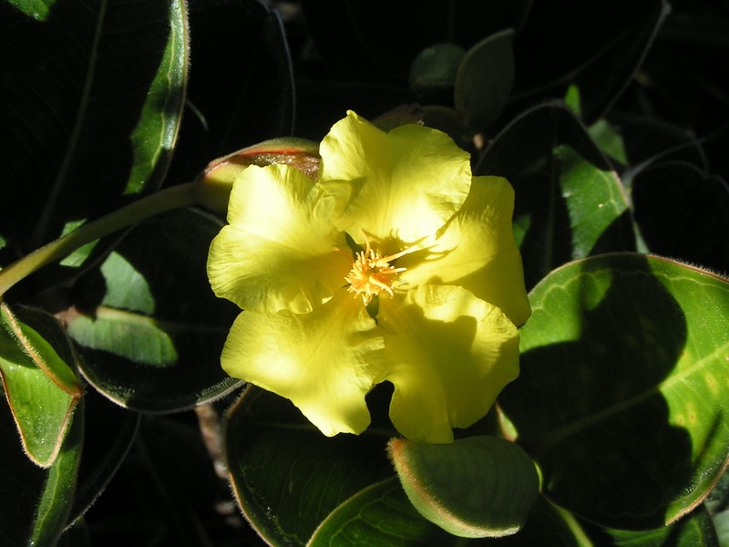 Hibbertia nana photo 4