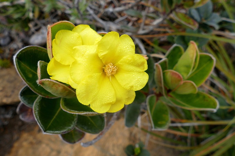 Hibbertia nana photo 5