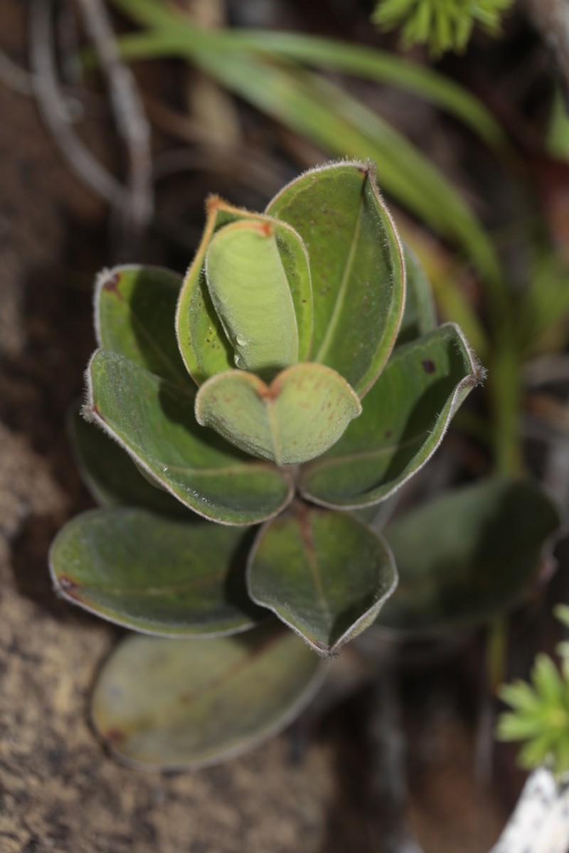 Hibbertia nana photo 6