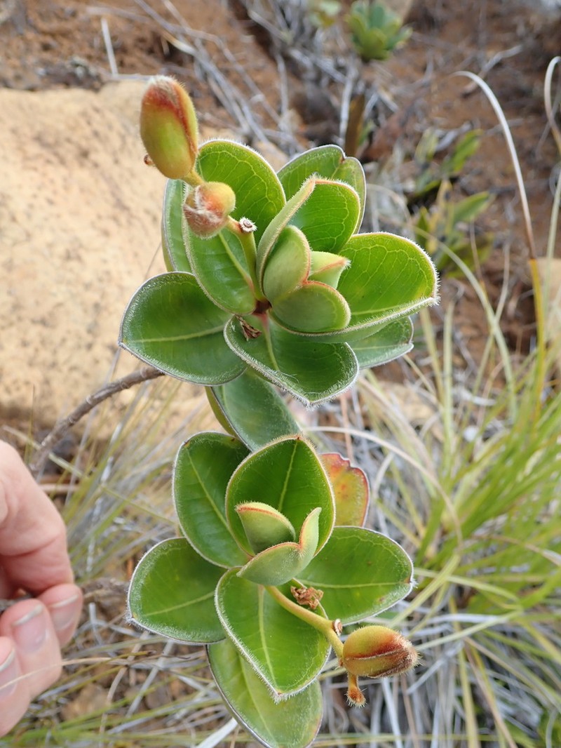 Hibbertia nana photo 7