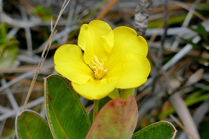 Hibbertia nana photo 8