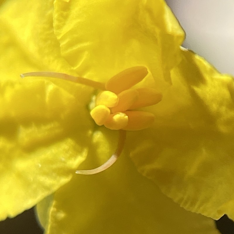 Hibbertia nematophylla