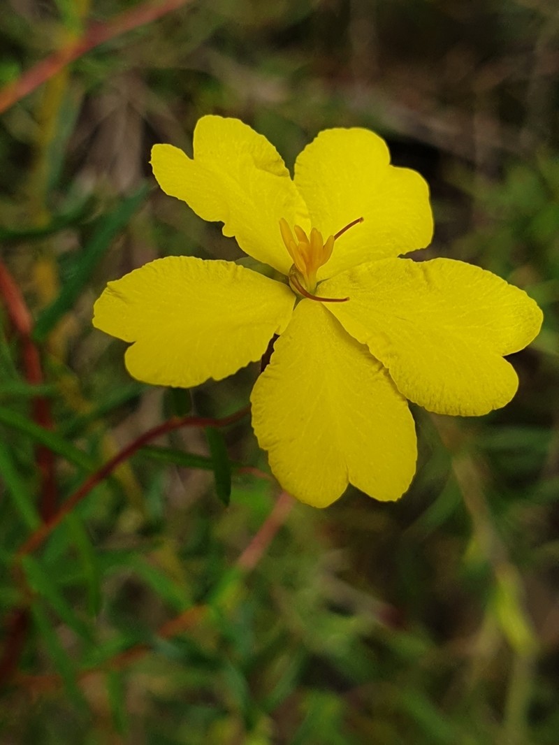 Hibbertia nematophylla photo 2