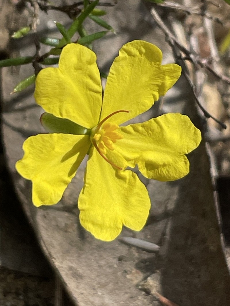 Hibbertia nematophylla photo 3