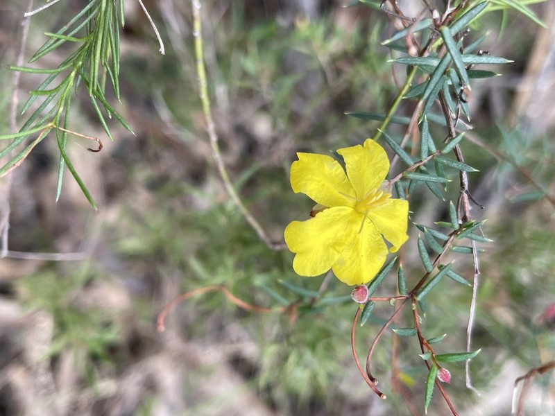 Hibbertia nematophylla photo 4