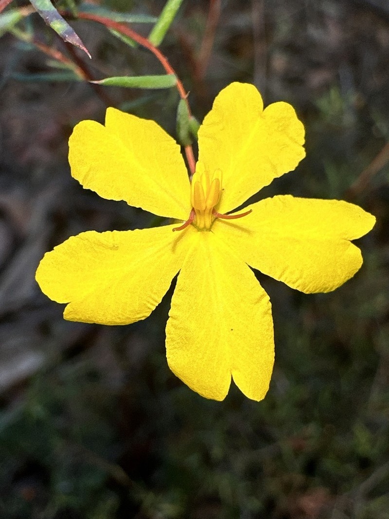 Hibbertia nematophylla photo 5