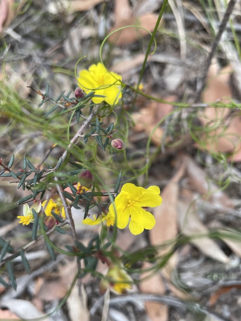 Hibbertia nematophylla photo 6