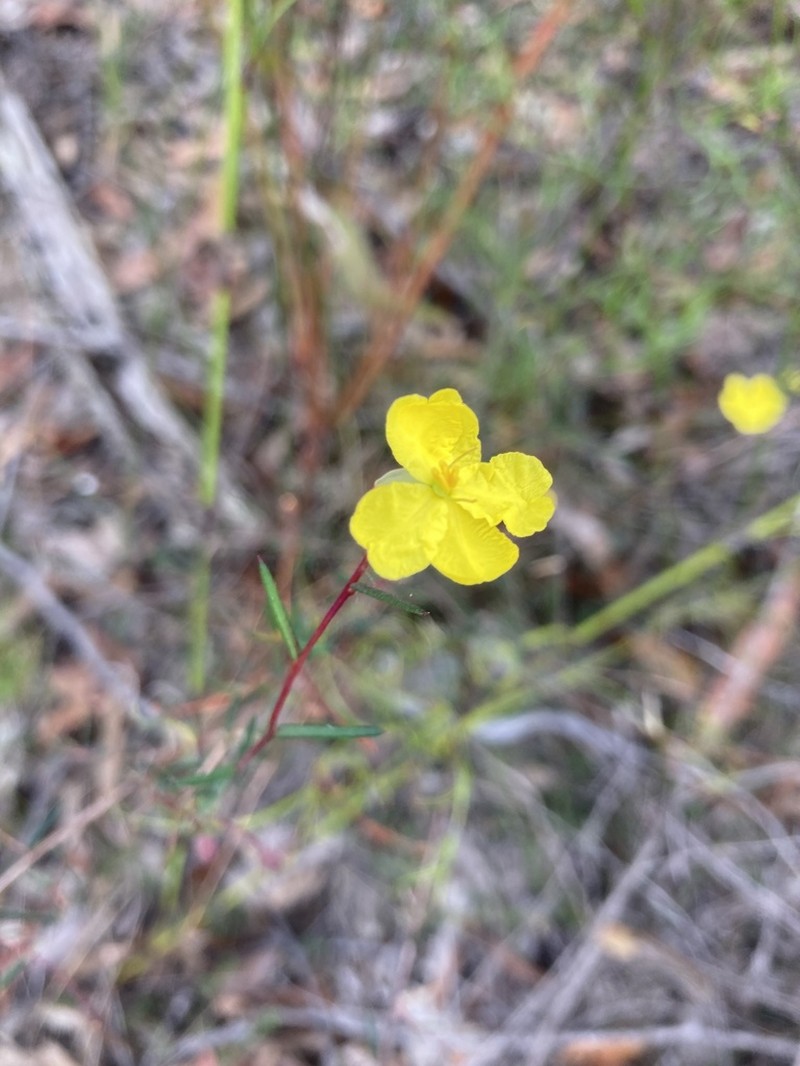 Hibbertia nematophylla photo 7