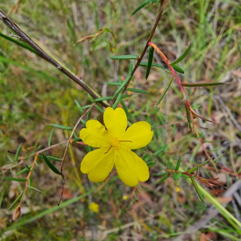 Hibbertia nematophylla photo 8
