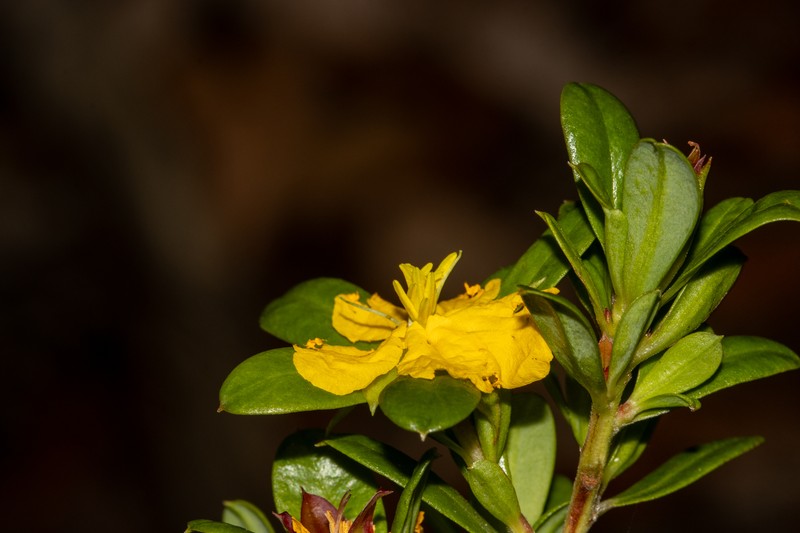 Hibbertia nitida