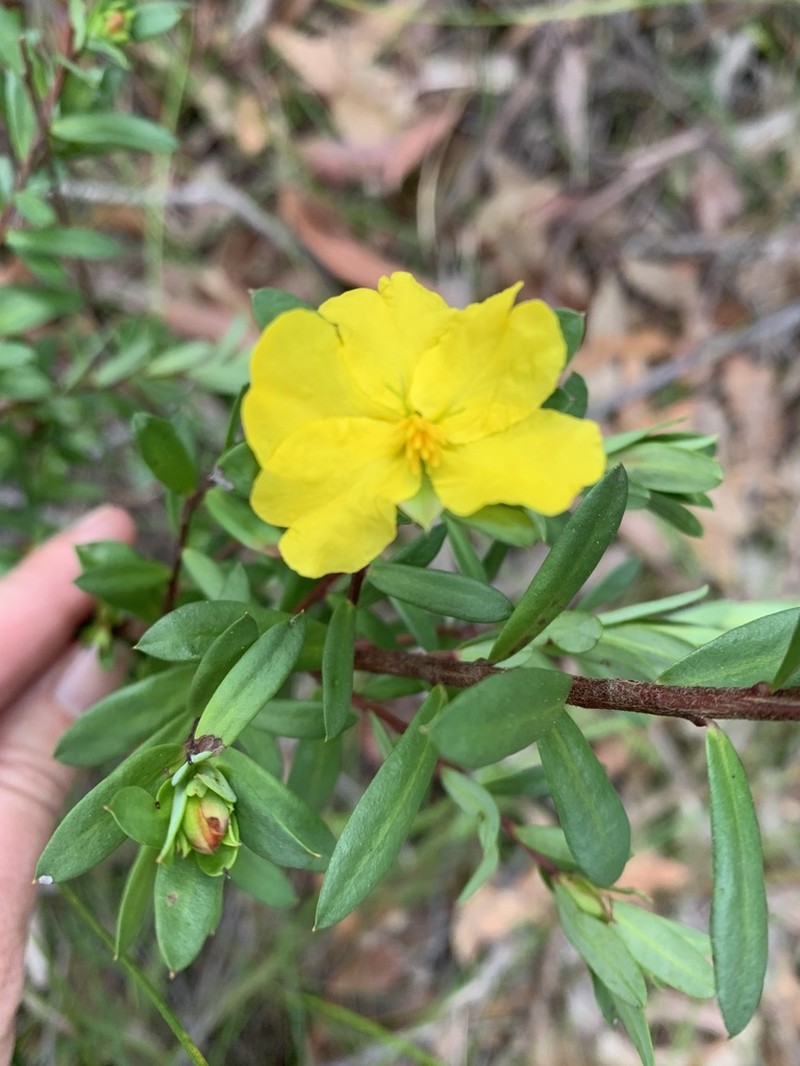 Hibbertia nitida photo 2