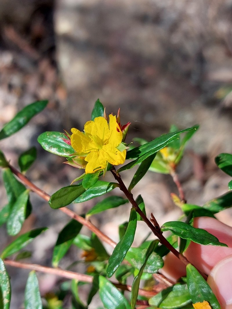 Hibbertia nitida photo 3