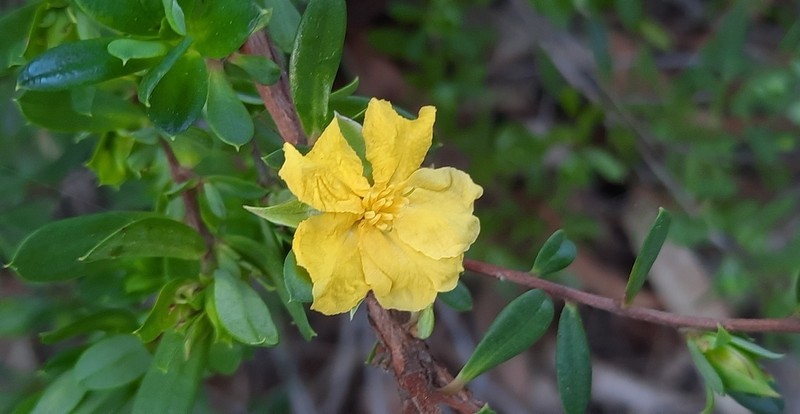 Hibbertia nitida photo 4