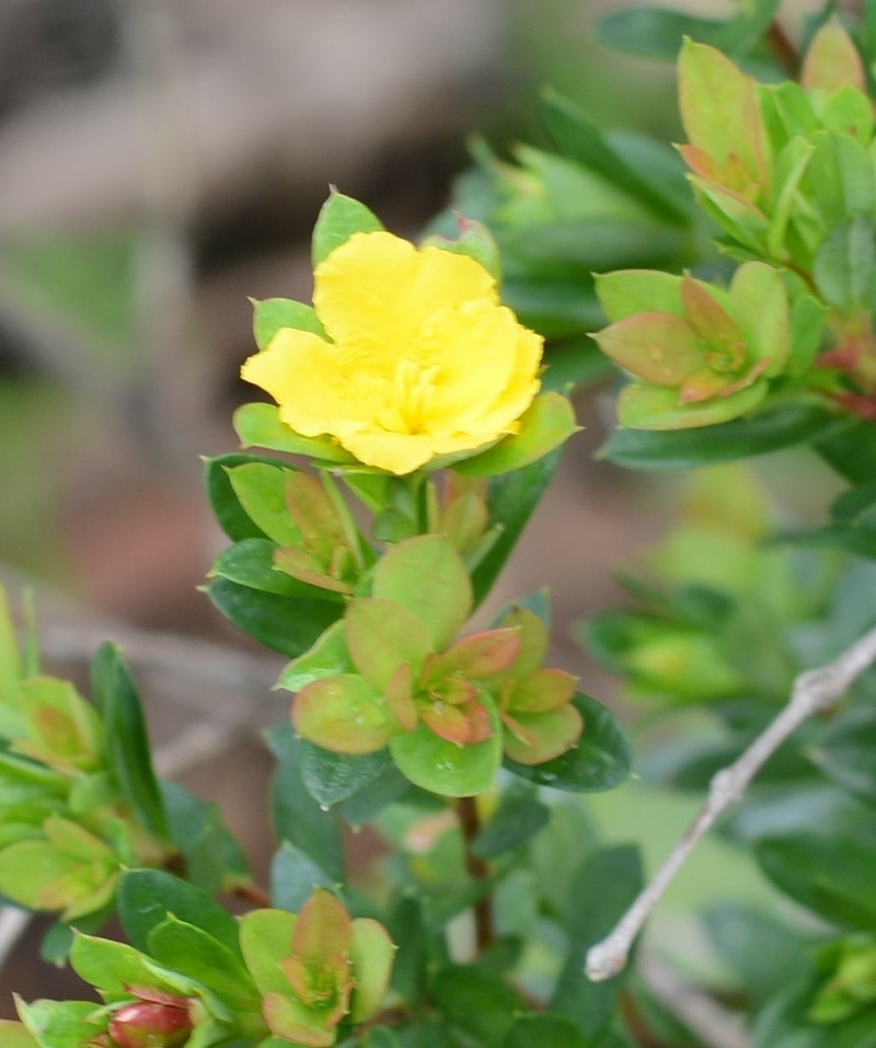 Hibbertia nitida photo 5