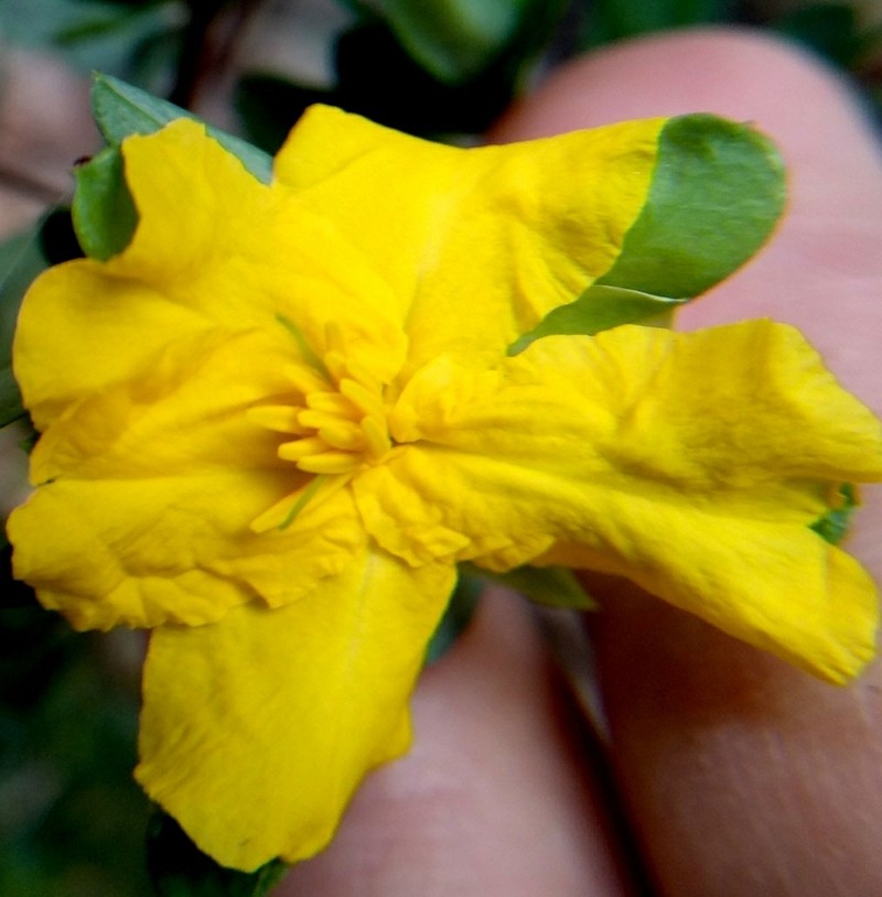 Hibbertia nitida photo 6