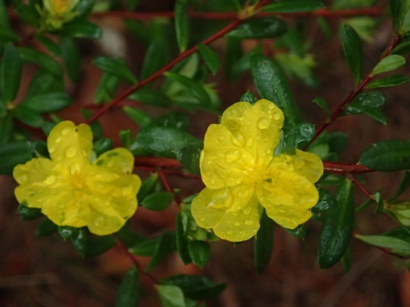 Hibbertia nitida photo 7