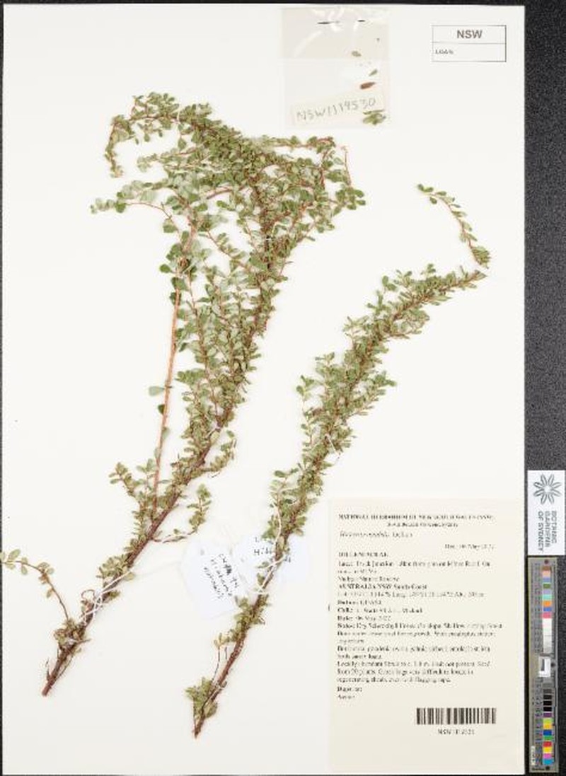 Hibbertia notabilis