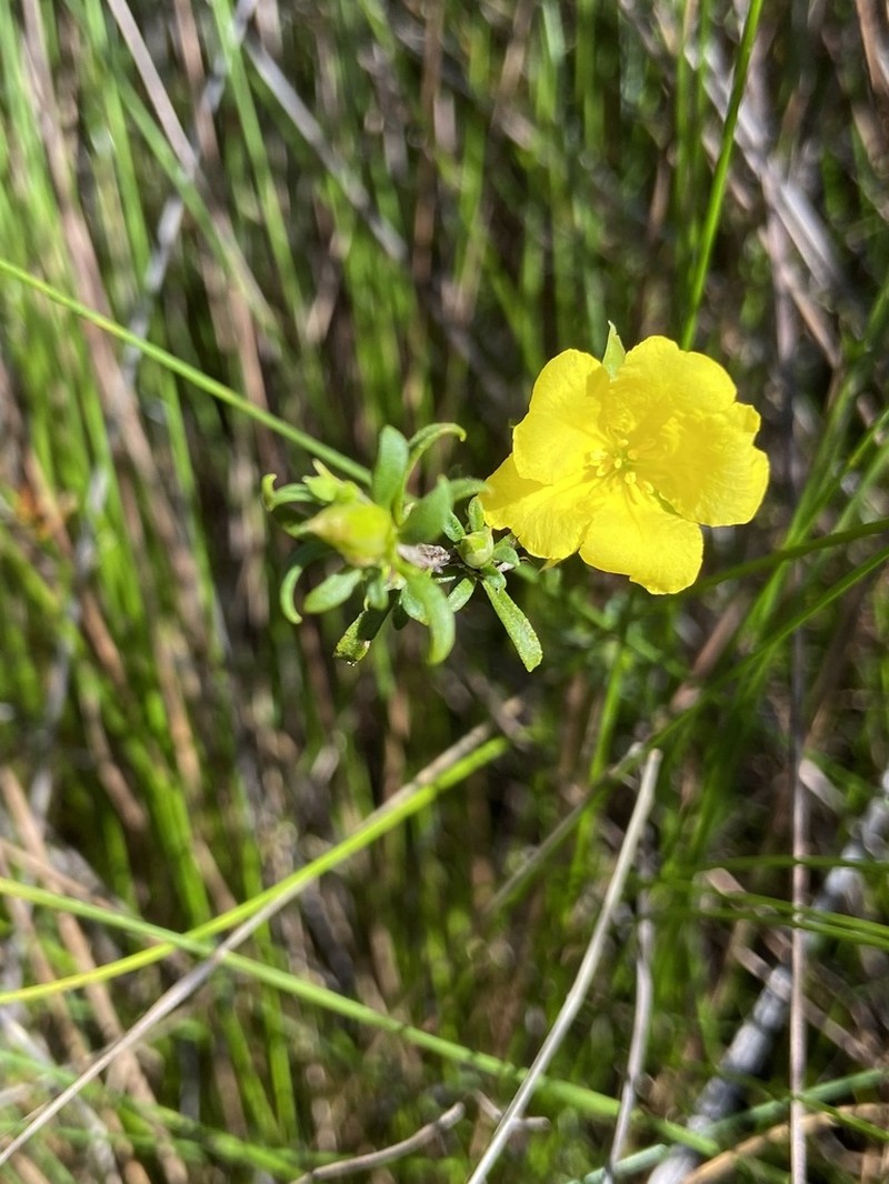 Hibbertia notibractea