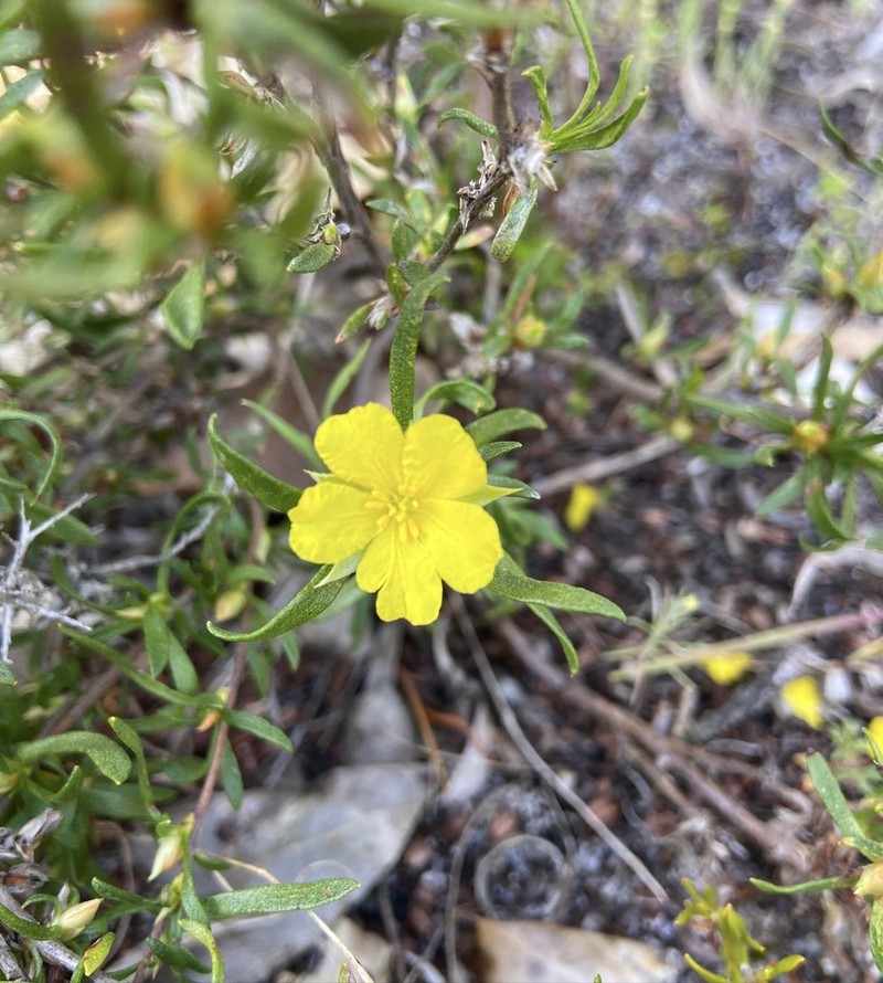 Hibbertia notibractea photo 2