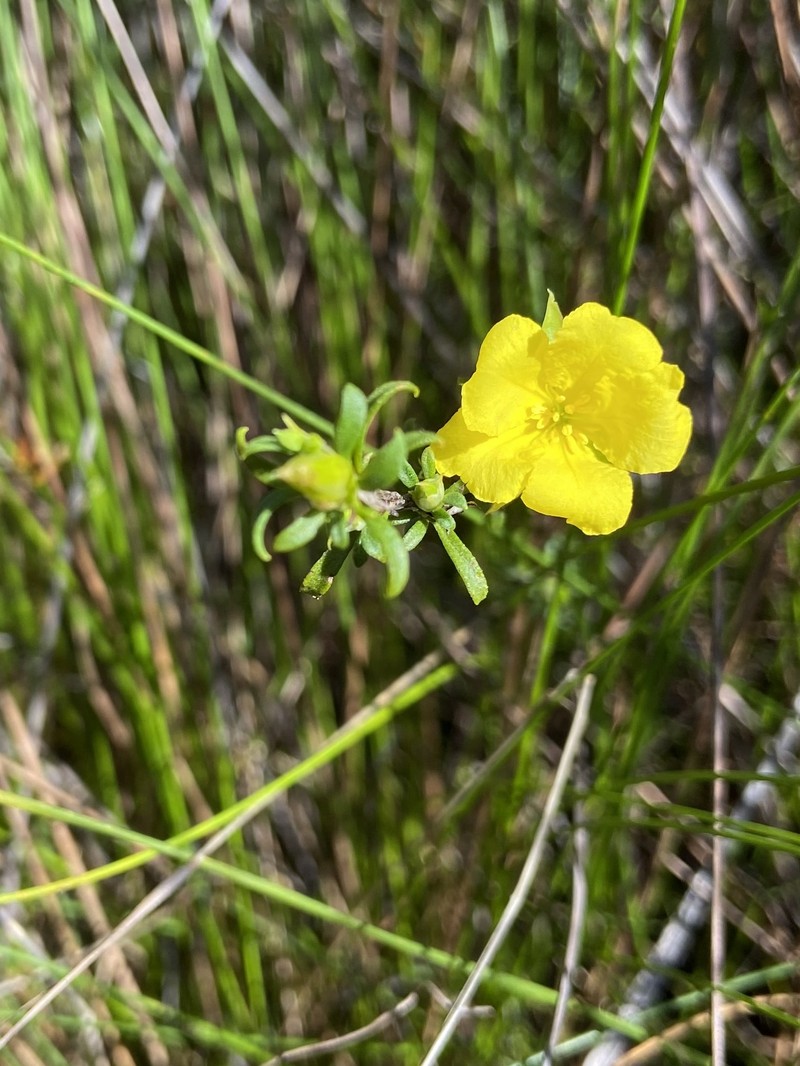 Hibbertia notibractea photo 3