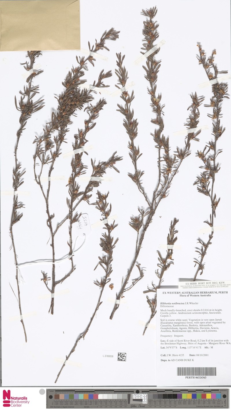 Hibbertia notibractea photo 5
